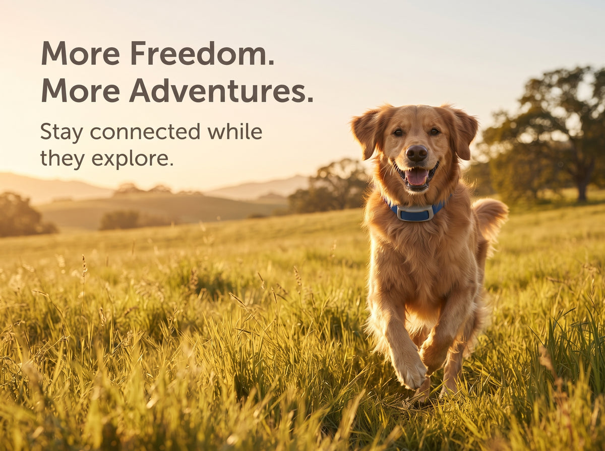 Guardian GPS + Tracking Dog Fence Collar