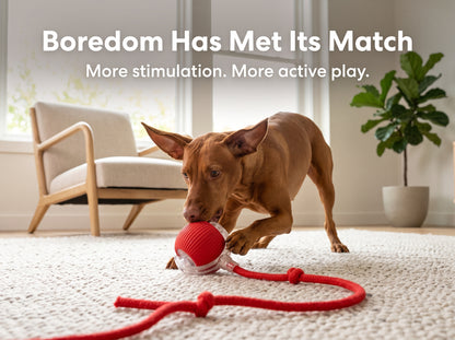 Interactive rolling Pet Ball