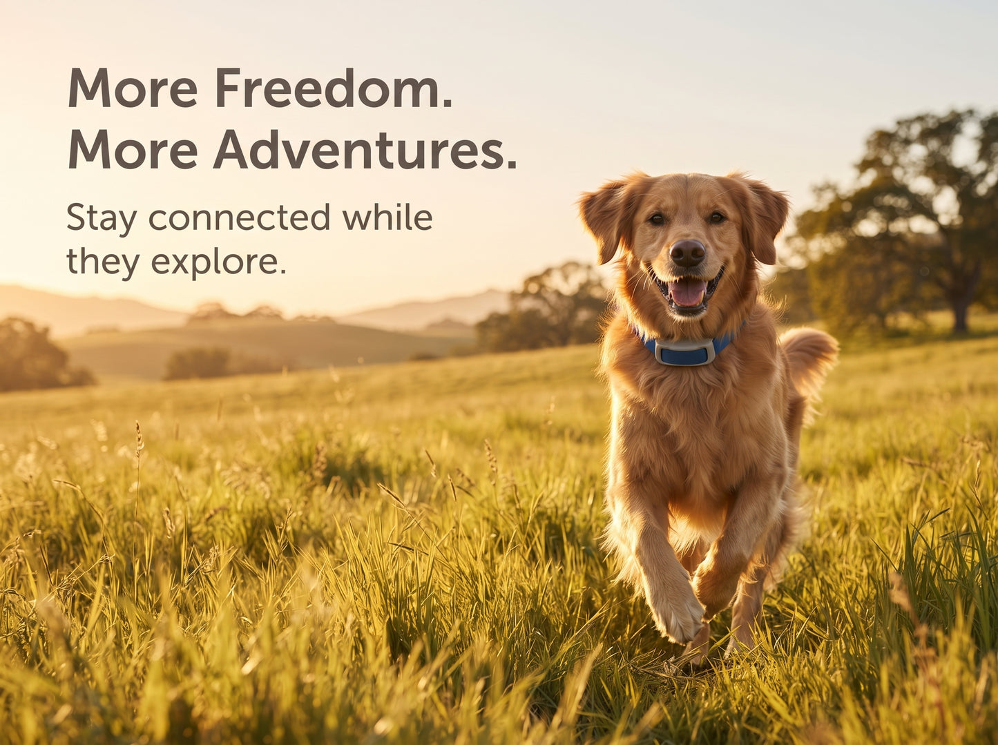 Guardian GPS + Tracking Dog Fence Collar