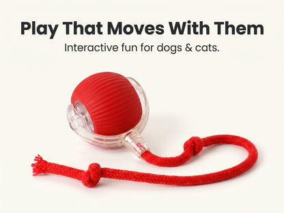 Interactive rolling Pet Ball